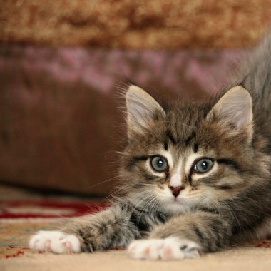 Nounou Chats