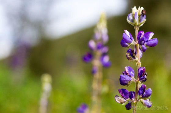Flor del chocho silvestre 