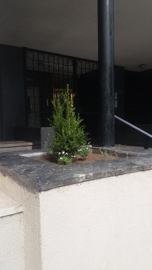 Las plantas crecerán en las jardineras