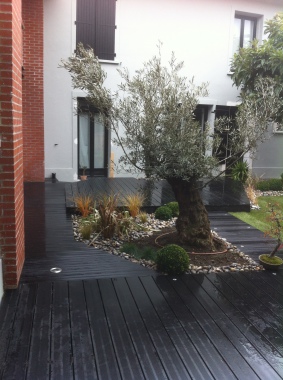 un olivier dans notre jardin