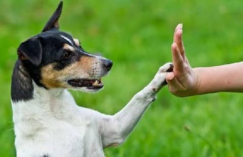 Dar a patinha: Todo melhor amigo tem um toque, o seu não pode deixar de aprender também.