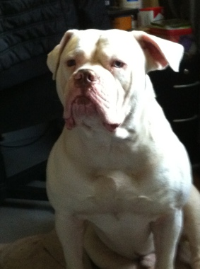 ikki bouledogue americain sacre tete de lard mais un cœur gros comme cas