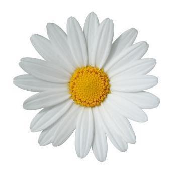 Ruths Floral Design Studio