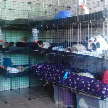 The Small Furry Holiday Hotel