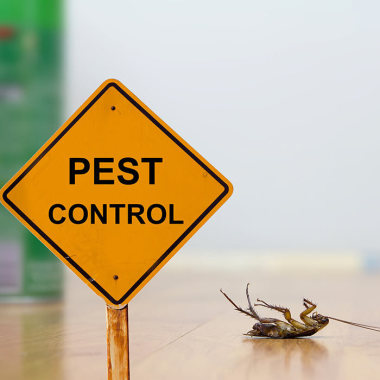 Pest Control Canberra