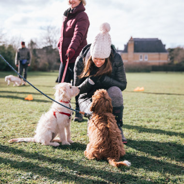Julie’S Puppy Pals
