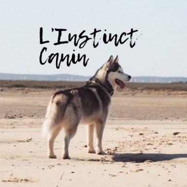 L’Instinct Canin