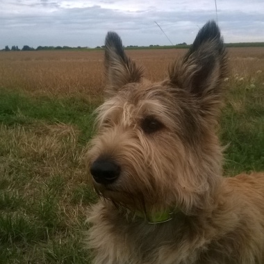 Mon Chien Éduqué