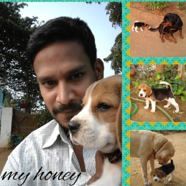 Only 3Days Dog Traning