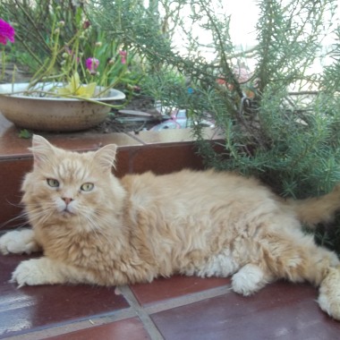 Tia Cida Cat Sitter