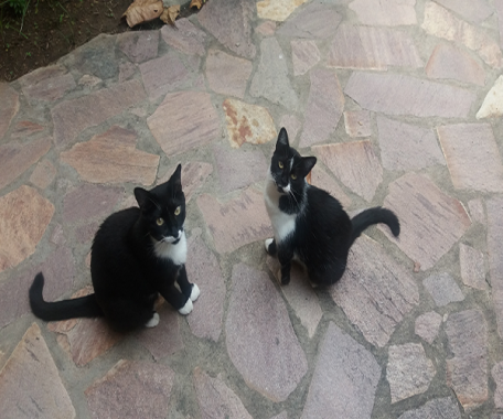 Nero e Chanel - os dois irmãozinhos pretinhos