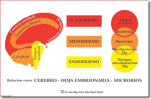 cuarta ley biologica.jpg