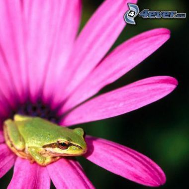 Pinkfroggie