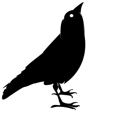 Jackdaw Photo