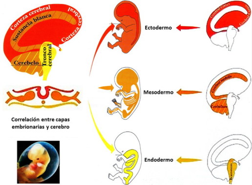 nuevamedicinahojasembrionarias01700.jpg