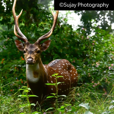 Sujayphotography