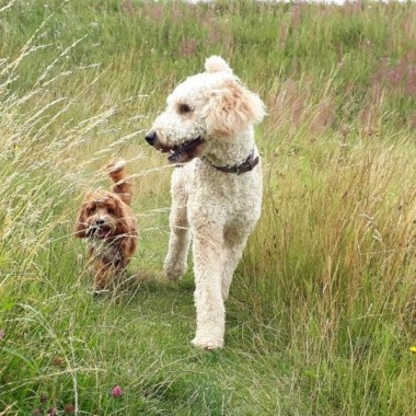 Petpals Hartlepool And East Durham