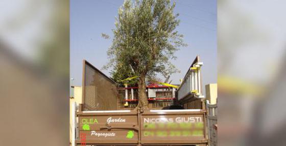 Olea Garden