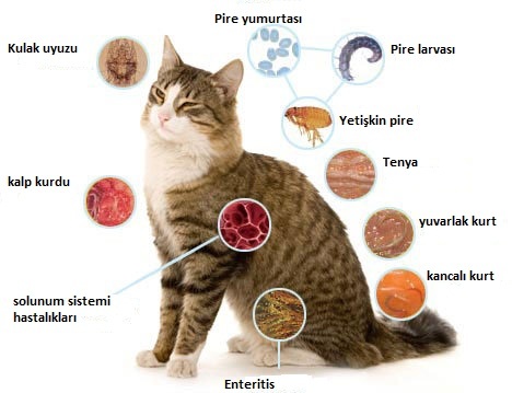 İç Dış Parazit