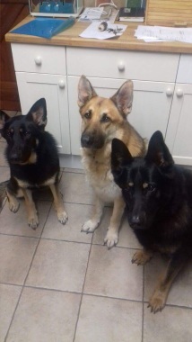 My 3 beauties Ellanah , Roman and Justice 
