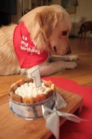 Anniversaire pour chien