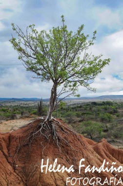 Árbol del desierto de la Tatacoa