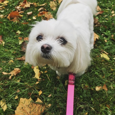 Autumn walks 