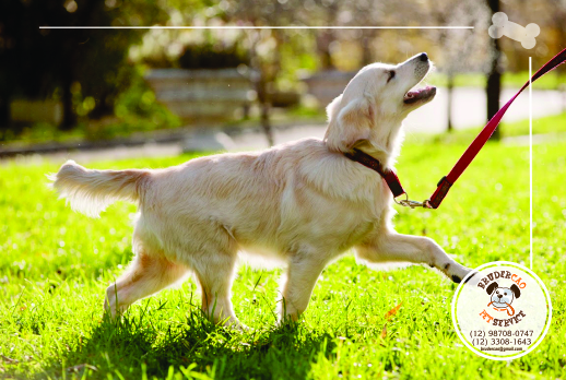 Nos passeios o seu cão fica muito mais feliz