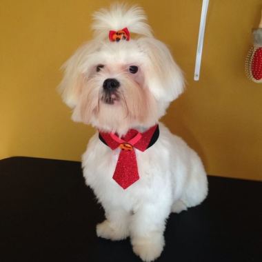Petmaster