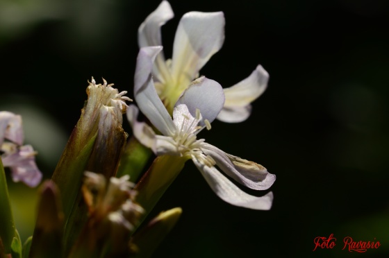 attimi di primavera