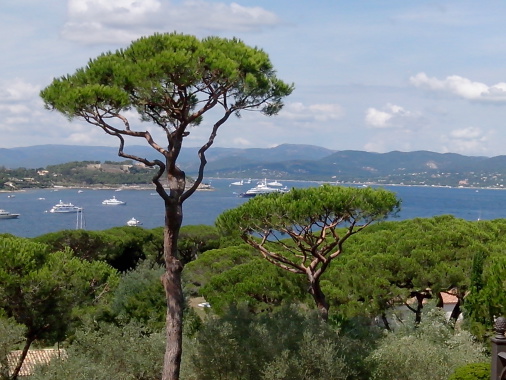 Taille style "Niwaki" sur le golf de Saint Tropez