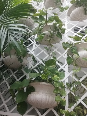 Trellis 