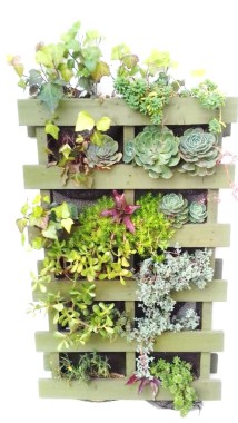 reciclando y cultivando