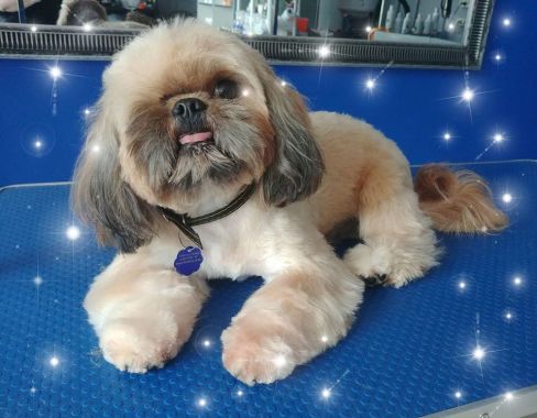 Jednooki uroczy Shih Tzu