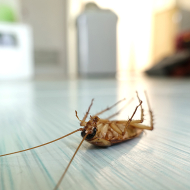 Pest Control Berwick