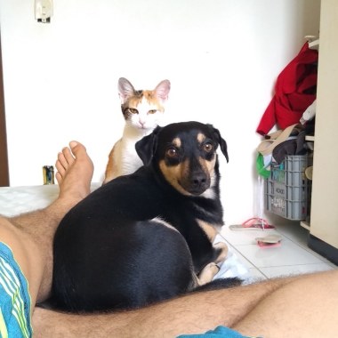 Vida Cão