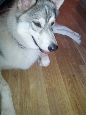 Here is Mac! A puppy Husky, I boarded for 3 weeks!