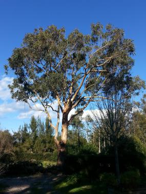 Eucalyptus après