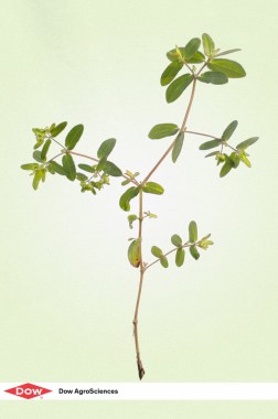 Fotografía de producto - Fauna para DOW agroscience 