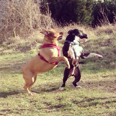 achille et kady au parc