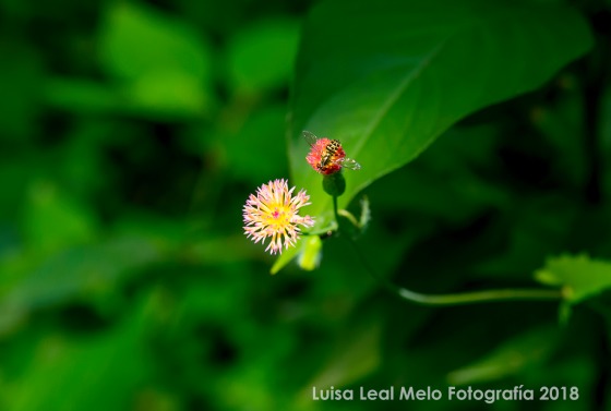 Macro Fotografia