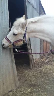 ~Pratique depuis 10 ans l'équitation, c'est une passion~