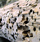 Diagnostic TERMITE