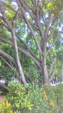 Trimming Pohon