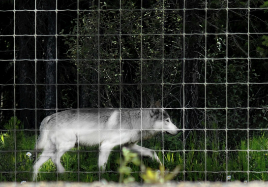 Wolf tracking caught in Kootney.