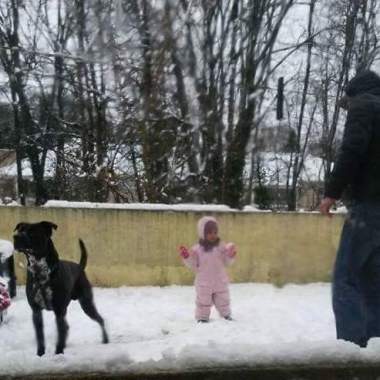 Dresseur Chien