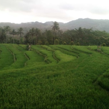 Bambu Digital Offset Dan Sablon