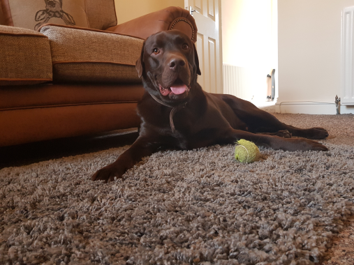 Harvey - dog boarding