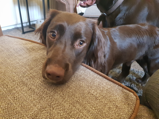 Bentley - Dog boarding