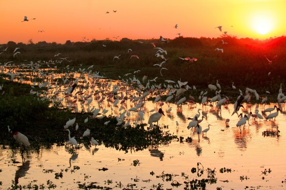 Pantanal Norte , transpantaneira .